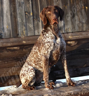 ОХОТЭСТЕТ АЛЕИТ (ALEIT)